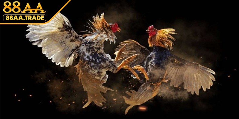 Đá gà cựa dao với những trận chiến kịch tính, gây cấn và căng thẳng