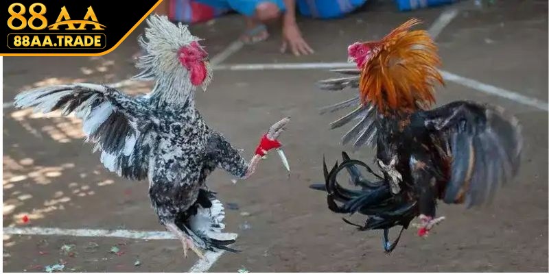 Kinh nghiệm chơi đá gà cựa dao bất bại từ dân chuyên
