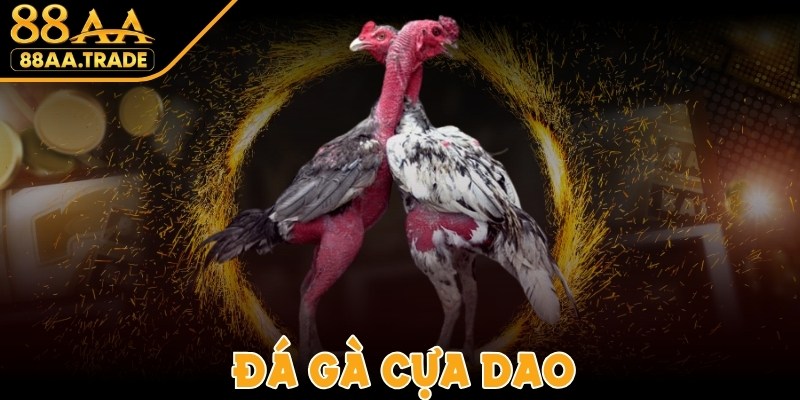 Đá Gà Cựa Dao - Kịch Tính, Gay Cấn Trong Từng Trận Đấu