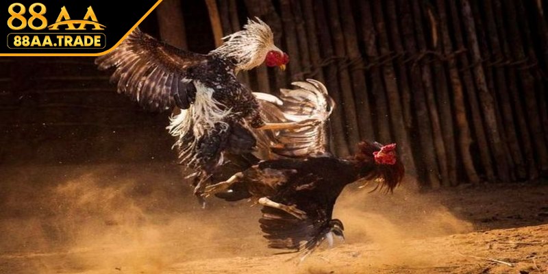 Tìm hiểu loại hình giải trí đá gà Thomo trực tuyến