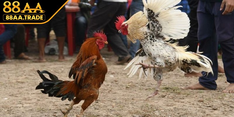 Lý do mọi người nên theo dõi các trận đá gà Thomo trực tuyến