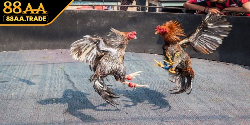 Sức hút đá gà trường Thomo mang lại