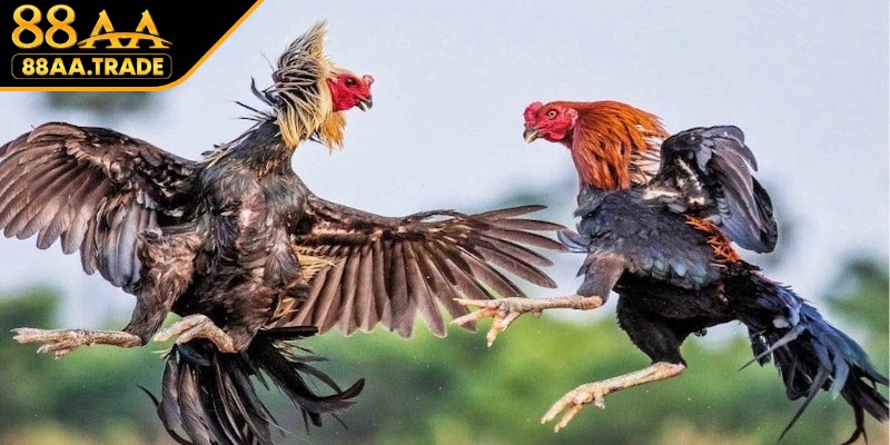 Lưu ý cần nhớ khi tham gia đá gà trường Thomo
