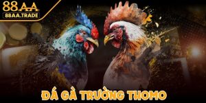 Đá Gà Trường Thomo - Nơi Tranh Tài Giữa Chiến Kê Dũng Mãnh